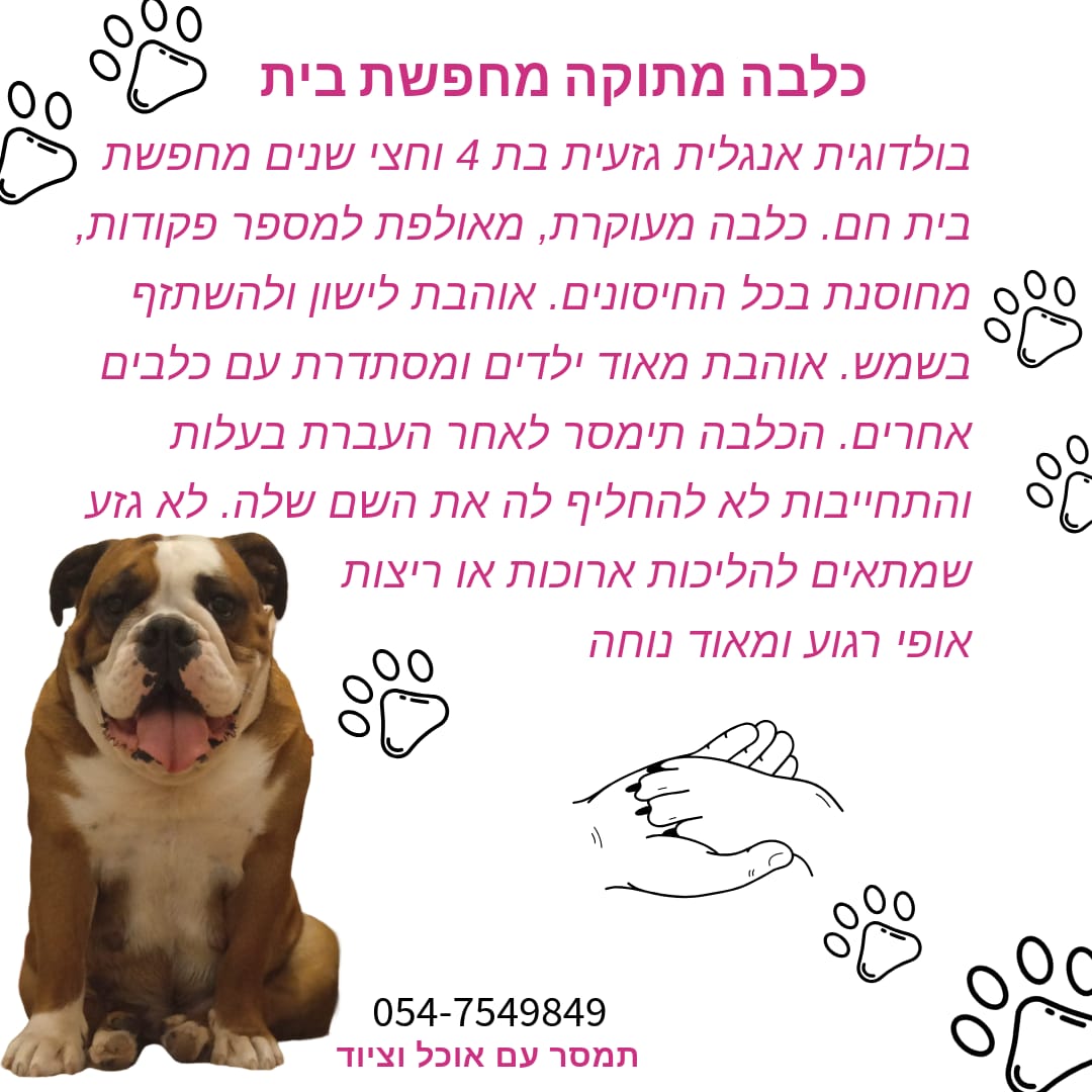 כלבה גזעית ומתוקה מחפשת בית חם